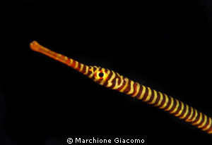 Signatide
Nikon D200,60micro,twin strobo
Dumaguete2011 by Marchione Giacomo 